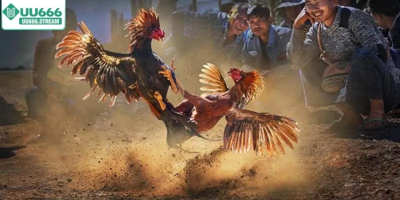 Ưu điểm của sảnh đá gà UU666